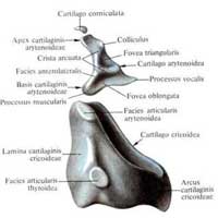 Рис. 572. Хрящи гортани, cartilagines laryngis; вид сбоку.