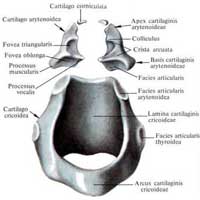 Рис. 573. Хрящи гортани, cartilagines laryngis; вид спереди.