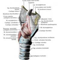 Рис. 578. Мышцы гортани, mm. laryngis; вид справа. (Правая пластинка щитовидного хряща удалена.)