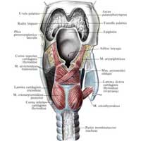 Рис. 579. Мышцы гортани, mm. laryngis; вид сзади. (Правая пластинка щитовидного хряща разрезана и оттянута.)