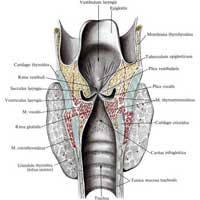 Рис. 581. Полость гортани, cavitas laryngis; вид сзади. (Фронтальный разрез через средние отделы голосовых связок.)