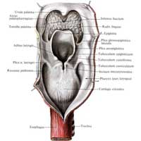 Рис. 586. Гортань, larynx; вид сзади. (Задняя стенка глотки разрезана и оттянута.)