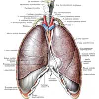 Рис. 594. Легкие, pulmones; вид спереди. (Переднебоковые отделы стенки грудной клетки удалены.)