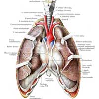 Рис. 595. Легкие, pulmones; вид спереди. (Передние края легких оттянуты; видна медиальная поверхность.)
