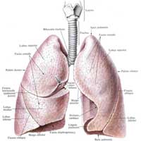 Рис. 596. Легкие, pulmones; вид спереди. 