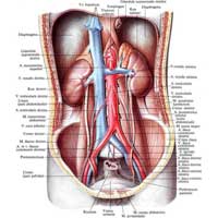Рис. 614. Мочевые органы, organa urinaria; вид спереди. (Париетальная брюшина удалена.)