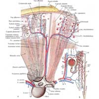 Рис. 627. Структура почки (схема). А – расположение мочевых канальцев и сосудов в почке (схема); Б – схема строения нефрона: 1 – corpusculum renale: A – glomerulus corpusculi renalis, Б – capsula glomeruli (a – pars externa, б – pars interna, в – lumen capsulae); 2 – arteriola glomerularis afferens; 3 – rete capillare glomerulare; 4 – arteriola glomerularis efferens; 5 – проксимальная часть канальца нефрона, pars proximalls tubuli nephroni; 6 – дистальная часть канальца нефрона, pars distalis tubuli nephroni; 7 – петля нефрона (а – pars descendens ansae, б – pars ascendens ansae); 8 – tubulus renalis colligens; 9 – v. arcuata; 10 – a. arcuata; 11 – v. interlobularis; 12 – a. interlobularis.