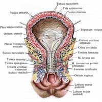 Рис. 629. Мочевой пузырь, vesica urinaria, и женский мочеиспускательный канал, uretra feminina; вид спереди. (Мочевой пузырь и уретра вскрыты спереди.)