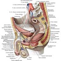 Рис. 631. Мужские половые органы, organa genitalia masculina; вид слева. (Левые отделы стенок таза удалены.)