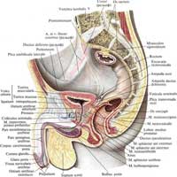 Рис. 632. Мужские половые органы, organa genitalia masculina; вид слева. (Сагиттально-срединный распил, правая сторона.)