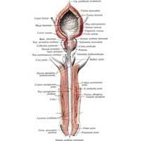 Рис. 633. Мужские половые органы, organa genitalia masculina; мочевой пузырь, vesica urinaria; предстательная железа, prostata; пещеристое тело, corpus cavernosum penis. (Мочевой пузырь и мочеиспускательный канал вскрыты.)
