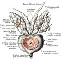 Рис. 642. Предстательная железа, prostata, и семенные пузырьки, vesiculae seminales; вид спереди. (Левый семенной пузырек препарирован.)