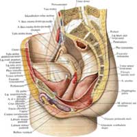 Рис. 649. Женские половые органы, organa genitalia feminina; вид слева. (Левые отделы стенок таза удалены.)