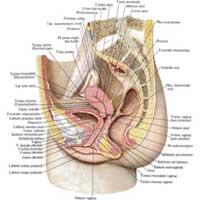 Рис. 650. Женские половые органы, organa genitalia feminina; вид слева. (Сагиттально-срединный распил; правая сторона.)