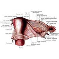 Рис. 651. Матка, uterus, маточная труба, tuba uterina, яичник, ovarium, и часть влагалища, vagina; вид сзади.