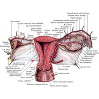 Рис. 652. Матка, uterus, маточная труба, tuba uterina, яичник, ovarium, и часть влагалища, vagina, в разрезе; вид сзади.