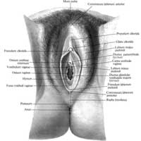 Рис. 656. Наружные женские половые органы и их части, organa et partes genitales feminina externa; вид снизу.