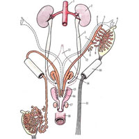 Рис. 658. Схема развития внутренних мужских половых органов. (Левое яичко представлено в более ранней стадии, правое уже прошло через паховый канал.) 1 – aorta; 2 – ren; 3 – ureter; 4 – ductus paramesonephricus; 5 – appendix epididymis; 6 – appendix testis; 7 – ductus aberrans; 8 – ductus aberrans superior; 9 – paradidymis; 10 – canalis inguinalis; 11 – gubernaculum testis (BNA); 12 – ductus mesonephricus; 13 – vesica urinaria; 14 –vesicula seminalis; 15 – utriculus prostaticus; 16 – prostata; 17 – glandula bulbourethralis; 18 – rectum.
