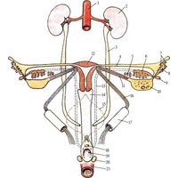 Рис. 659. Схема развития внутренних женских половых органов. 1 – aorta; 2 – ren; 3 – ureter; 4 – tuba uterina; 5 – paroophoron; 6 – epoophoron; 7 – fibriae tubae; 8 – ostium abdominale tubae uterinae; 9 – appendix vesiculosa; 10 – ovarium; 11 – lig. ovaril proprium; 12 – uterus; 13 – ductus mesonephricus; 14 – vagina; 15 – vesica urinaria; 16 – lig. teres uteri; 17 – canalis inguinalis; 18 – ostium urethrae; 19 – ostium vaginae; 20 – glandula vestibulare; 21 – rectum.