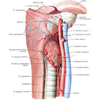 Рис. 675. Щитовидная железа, glandula thyroidea, и верхняя и нижняя паращитовидные железы (правые), glandulae parathyroideae superior et inferior; вид сбоку.