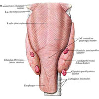 Рис. 676. Щитовидная железа, glandula thyroidea, и паращитовидные железы, glandulae parathyroideae; вид сзади.