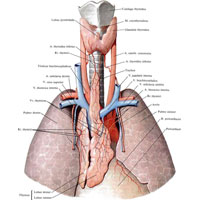 Рис. 677. Щитовидная железа, glandula thyroidea, и вилочковая железа, thymus, ребенка первого года жизни; вид спереди.