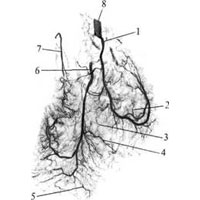 Рис. 678. Артерии вилочковой железы мальчика 7 лет (препарат Е. Панкова); ангиограмма. 1, б – верхушечные главные артериальные стволы; 2 – ветви второго порядка, отходящие от главного артериального ствола; 3 – анастомозы за счет ветвей второго порядка; 4 – ветви первого порядка; 5 – краевые ветви; 7 – боковой артериальной ствол; 8 – внутренняя грудная артерия.