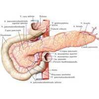 Рис. 679. Поджелудочная железа, pancreas; вид спереди.