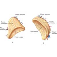 Рис. 682. Правый (А) и левый (Б) надпочечники, glandulae suprarenales; вид сзади.