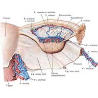 Рис. 686. Матка, uterus, яичник, ovarium, и маточная труба, tuba uterina, правые; вид сзади.